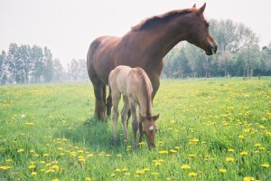 Son dee met merrieveulen 2005