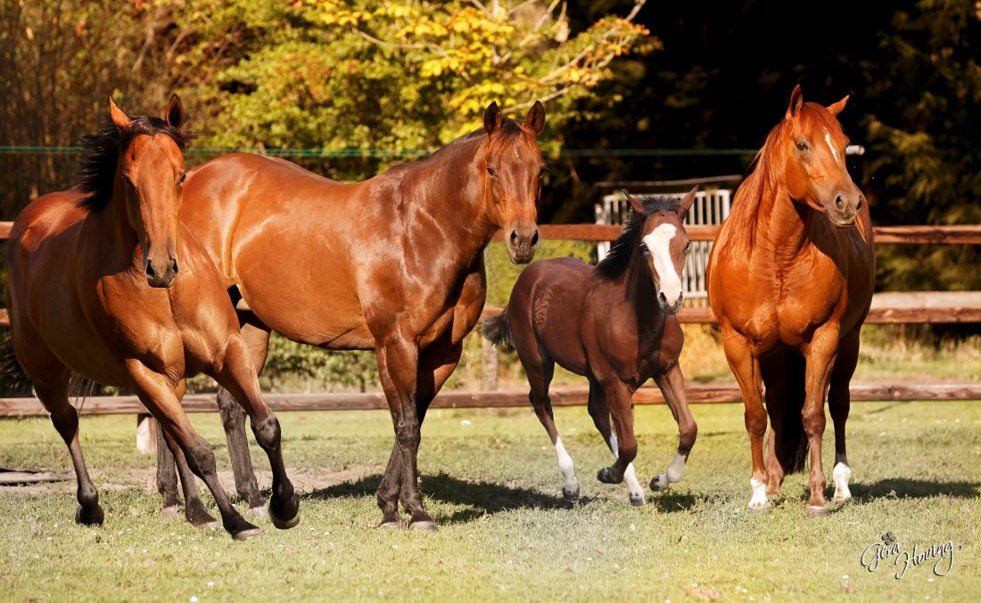 Jigger, Coco, Julie en Lilly
